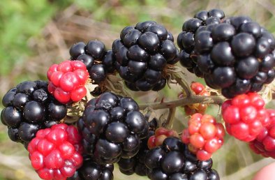 Fudgy Gluten-Free Blackberry Brownies – Priscilla Cooks