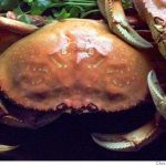 Crab meets microwave / To zap or to steam, which method is best?