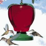 Hummingbird nectar do's and don'ts