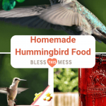 The Best Homemade Hummingbird Food Recipe | Bless This Mess
