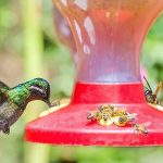 12 Tips on How to Keep Bees Away From Hummingbird Feeders – Fine Garden Tips