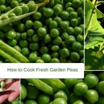 How to Cook Fresh Garden Peas on the Hob, by Steaming or Microwaving