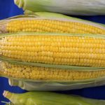Shucking Corn Without Making a Hairy Mess – Eat Drink Better