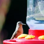 How To Clean Hummingbird Feeder With Vinegar - arxiusarquitectura