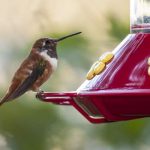 How to Make Hummingbird Food - Make your own Hummingbird Food Today