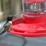 How to Make Hummingbird Food - Guide to Feeding Hummingbirds | Crabby  Housewife