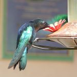 How to Make Hummingbird Food - Guide to Feeding Hummingbirds | Crabby  Housewife