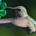 The Best Homemade Hummingbird Food Recipe | Bless This Mess