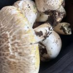 Field mushroom | Tall trees and Mushrooms