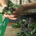 How to Cook Purple Sprouting Broccoli - YouTube
