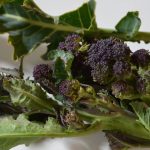 How To Cook Purple Sprouting Broccoli - Seasonal, Tasty Vegetable