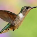 How to Make Hummingbird Nectar using TWO ingredients! - Bird Watching HQ