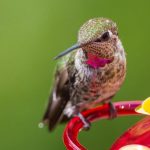How to Make Hummingbird Nectar using TWO ingredients! - Bird Watching HQ