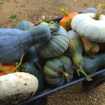 How to Roast Any Whole Squash, Including a No-Cut Method! - Whole-Fed  Homestead