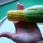 Microwave Corn on the Cob in Husk - Super Easy and No Silk - The  Dinner-Mom-I tried this and while it… | Corn in the microwave, Cooking  sweet corn, How to cook