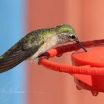 Feeding Hummingbirds: The Basics – Sheri L. Williamson