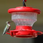 Hummingbirds | backyardwildlifeconnection
