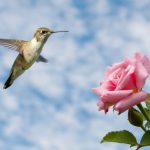 How To Make Hummingbird Food - Food Storage Moms