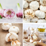 Roasted Garlic in the Microwave • Steamy Kitchen Recipes Giveaways