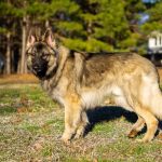 Shiloh Shepherd: Complete Guide, Info, Pictures, Care & More! | Pet Keen