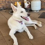 White Shepherd Dog Blog - A day in the life of a White Swiss Shepherd