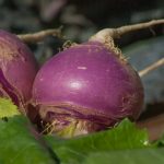 Can You Microwave Turnips? – Is It Safe?