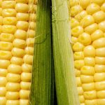 Microwave Tricks: Ungrilling Corn on the Cob | Slow Food Fast