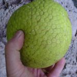 Cooking breadfruit | honolulu ulu
