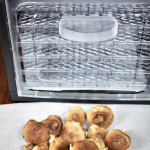 Dehydrating shiitake mushrooms 香菇 with a dehydrator – Homemaker with a twist