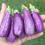 At the Market: Eggplant is the sweet your savory is seeking