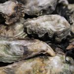 Oysters have a place in America's heart – The Denver Post