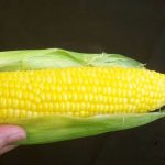 Simple Corn on the Cob! Microwave Recipe by cookpad.japan - Cookpad