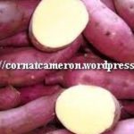 Japanese Sweet Potato Nutrition - Sweet Corn at Cameron Highlands, Malaysia
