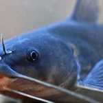 Catfish - description of the fish. Health benefits and harms.