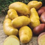 Russian Banana Fingerlings Potatoes - Vegetables | Veseys