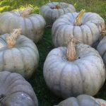 How to Cook Pumpkin or Winter Squash - 3 Easy Methods