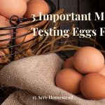Testing Eggs Freshness: Are Your Eggs Are Still Good - 15 Acre Homestead