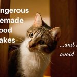 5 dangerous homemade cat food mistakes + how to avoid them | Natural Cat  Care Blog
