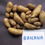 Banana fingerling potato | Heritage Potatoes - Canada