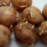 Cooking Sprouting Potatoes, Safe or Poisonous? - Food Cheats