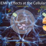 The dangers of EMF: why a low EMF infrared sauna is crucial