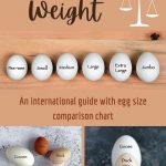 Egg Size and Weight – An international guide with egg size comparison chart