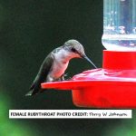IS HUMMINGBIRD FOOD MADE IN A MICROWAVE SAFE FOR THE BIRDS? |  backyardwildlifeconnection