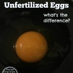 Fertilized vs Unfertilized Eggs - The Cape Coop