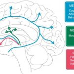 Dopamine, Smartphones & You: A battle for your time - Science in the News