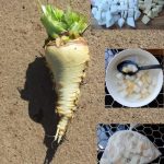 How to Freeze Turnips and Swedes (Rutabaga) ~ Grow Create Save