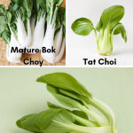 How to cook bok choy in the microwave (3 minute recipe) • Steamy Kitchen  Recipes Giveaways
