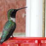 Make Hummingbird Nectar - Birdseed & Binoculars