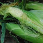 Fresh corn season | Sweet Basil and the Bee – Chico Enterprise-Record