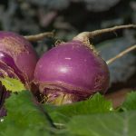 Can You Microwave Turnips? – Is It Safe?